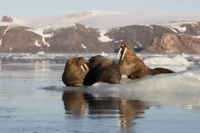 Framed Print : Norway, Svalbard, Spitsbergen. Walruses lie on ice