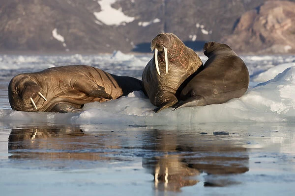 Norway, Svalbard, Spitsbergen. Walruses lie on ice