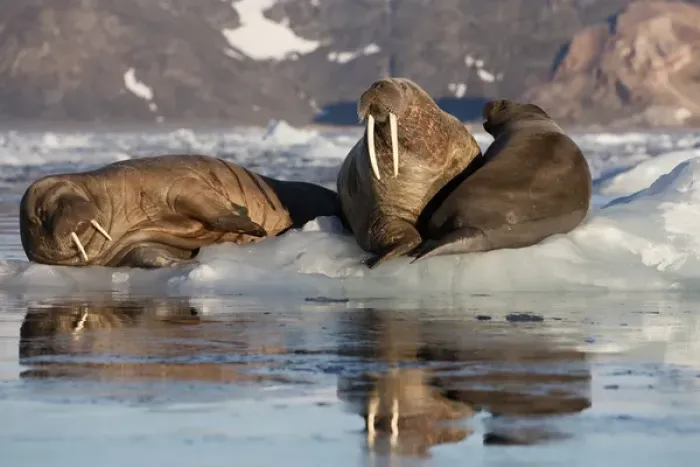 Framed Print : Norway, Svalbard, Spitsbergen. Walruses lie on ice