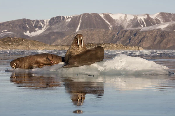 Norway, Svalbard, Spitsbergen. Walruses lie on ice