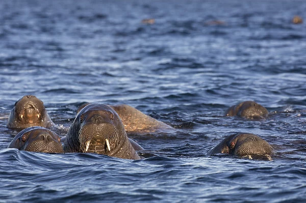 Norway, Svalbard, Storoya. Group of walrus swimming in Arctic Ocean
