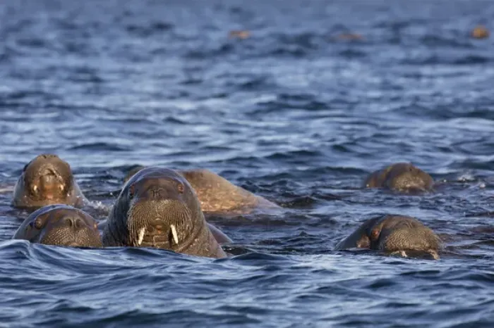 Framed Print : Norway, Svalbard, Storoya. Group of walrus swimming in Arctic Ocean