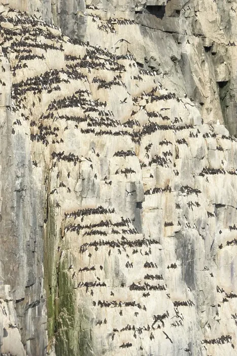 Framed Print : Norway, Svalbard. Thick-billed murre bird nests on Alkefjellet cliffs. ©Don Grall  /  Jaynes Gallery  /  DanitaDelimont.com