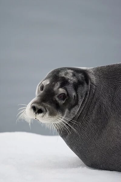 Norway, Svalbard, Tiholmane Islands, Bearded Seal (Erignathus barbatus) resting