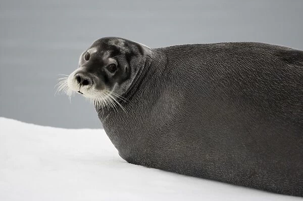 Norway, Svalbard, Tiholmane Islands, Bearded Seal (Erignathus barbatus) resting
