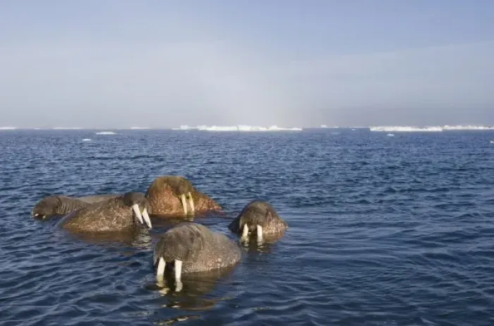 Framed Print : Norway, Svalbard, Tiholmane Islands, Group of Walrus (Odobenus rosmarus) swimming