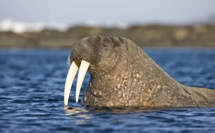 Framed Print : Norway, Svalbard, Tiholmane Islands, Walrus (Odobenus rosmarus) swimming toward shore Framed Print : Norway, Svalbard, Tiholmane Islands, Walrus (Odobenus rosmarus) swimming toward shore