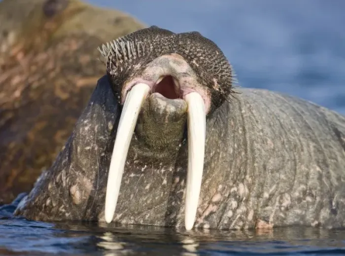 Framed Print : Norway, Svalbard, Tiholmane Islands, Walrus (Odobenus rosmarus) yawns while wading Framed Print : Norway, Svalbard, Tiholmane Islands, Walrus (Odobenus rosmarus) yawns while wading