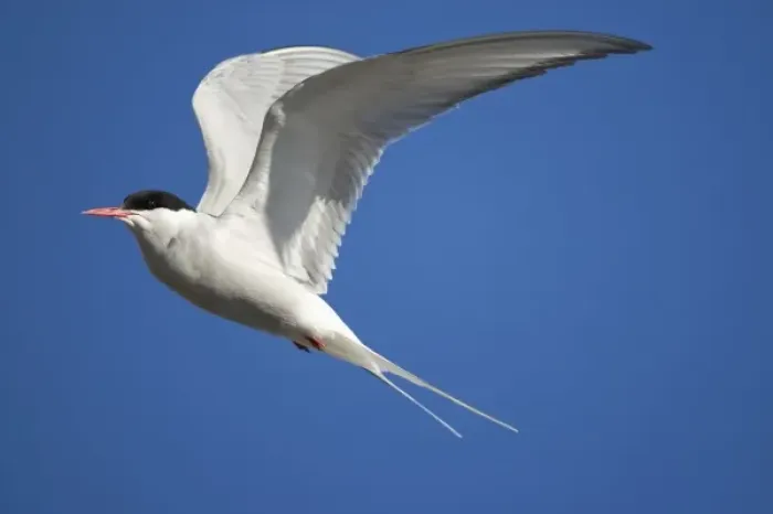 Framed Print : Norway, Svalbard, Tusenoyane Islands, Arctic Tern (Sterna paradisaea) fluttering