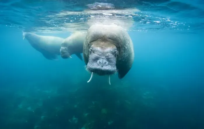 Framed Print : Norway, Svalbard, Underwater view of Walrus (Odobenus rosmarus) swimming in shallows Framed Print : Norway, Svalbard, Underwater view of Walrus (Odobenus rosmarus) swimming in shallows