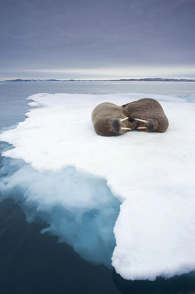 Norway, Svalbard, Walrus (Odobenus rosmarus) on sea ice near Lagoya Island