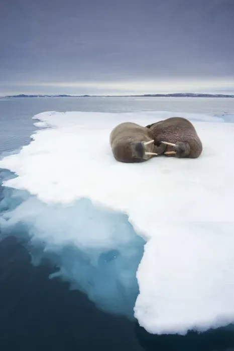 Framed Print : Norway, Svalbard, Walrus (Odobenus rosmarus) on sea ice near Lagoya Island Framed Print : Norway, Svalbard, Walrus (Odobenus rosmarus) on sea ice near Lagoya Island