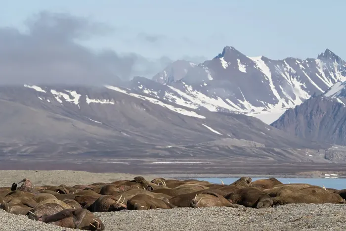 Framed Print : Norway, Svalbard. Walrus pod sleeping. ©Don Grall / Jaynes Gallery / DanitaDelimont.com Framed Print : Norway, Svalbard. Walrus pod sleeping. ©Don Grall / Jaynes Gallery / DanitaDelimont.com