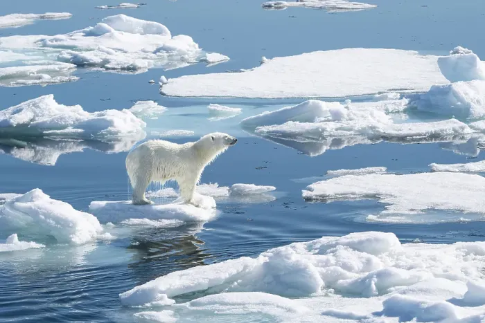 Framed Print : Norway, Svalbard. Wet male polar bear on pack ice in Arctic Ocean. ©Don Grall  /  Jaynes Gallery  /  DanitaDelimont.com