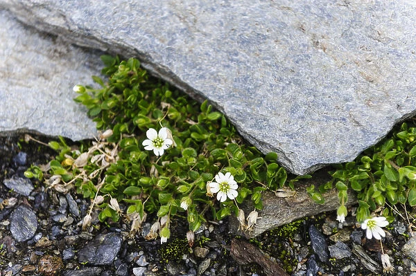 Norway, Troms. Alpine Chickweed (Cerastium alpinum)