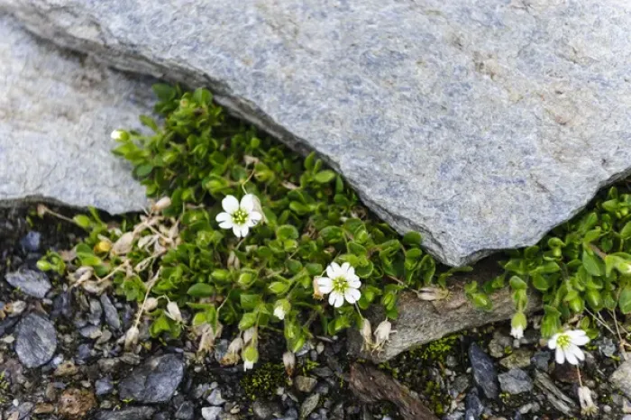 Framed Print : Norway, Troms. Alpine Chickweed (Cerastium alpinum) Framed Print : Norway, Troms. Alpine Chickweed (Cerastium alpinum)