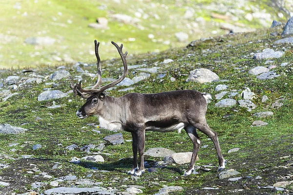 Norway, Troms. Male Reindeer (Rangifer tarandus)