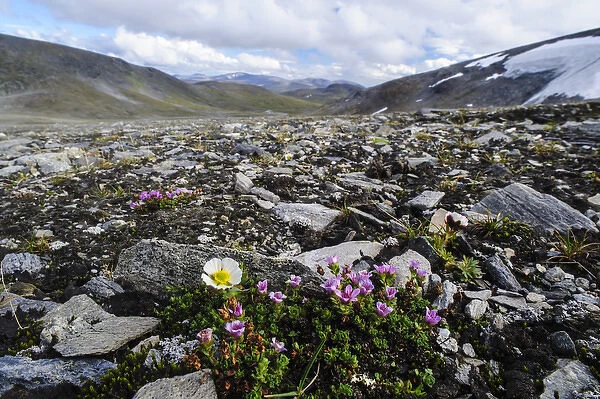 Norway, Troms. Purple Mountain Saxifrage (Saxifraga oppositifolia) and Glacier Buttercup
