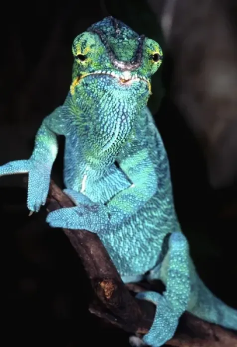 Framed Print : Nosy Be Blue Phase Panther Chameleon, Fucifer pardalis, Native to Madagascar Framed Print : Nosy Be Blue Phase Panther Chameleon, Fucifer pardalis, Native to Madagascar