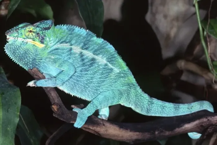 Framed Print : Nosy Be Blue Phase Panther Chameleon, Furcifer pardalis, Native to Madagascar Framed Print : Nosy Be Blue Phase Panther Chameleon, Furcifer pardalis, Native to Madagascar