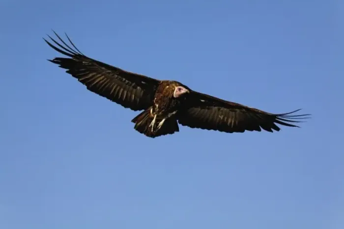 Framed Print : Nubian Vulture in flight, Torgos tracheliotus, Masai Mara Game Reserve, Kenya, Africa Framed Print : Nubian Vulture in flight, Torgos tracheliotus, Masai Mara Game Reserve, Kenya, Africa