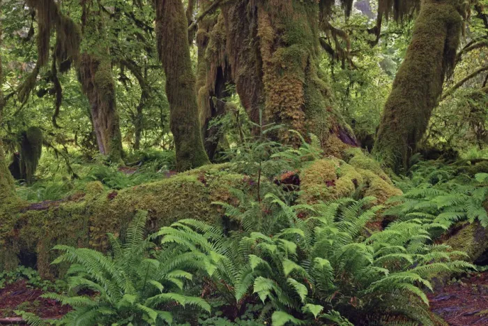 Framed Print : Nurse log and Big Leaf Maple tree draped with Club Moss, Hoh Rainforest, Olympic National Park, Washington State