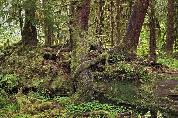 Nurse log and Big Leaf Maple tree draped with Club Moss, Hoh Rainforest, Olympic National Park, Washington State