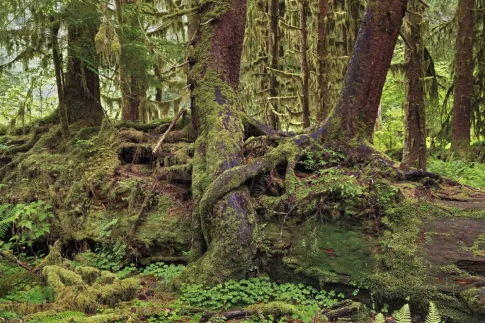 Framed Print : Nurse log and Big Leaf Maple tree draped with Club Moss, Hoh Rainforest, Olympic National Park, Washington State