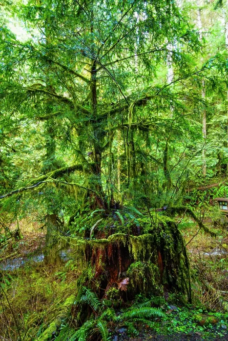 Framed Print : Nurse tree, Western red cedars growing out of old growth tree trunk, Little River Trail, Olympic National Park, Port Angeles, Washington State, USA Framed Print : Nurse tree, Western red cedars growing out of old growth tree trunk, Little River Trail, Olympic National Park, Port Angeles, Washington State, USA