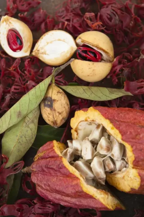 Framed Print : Nutmeg, bay leaf and cocoa at the spice plantation in Grenada Framed Print : Nutmeg, bay leaf and cocoa at the spice plantation in Grenada