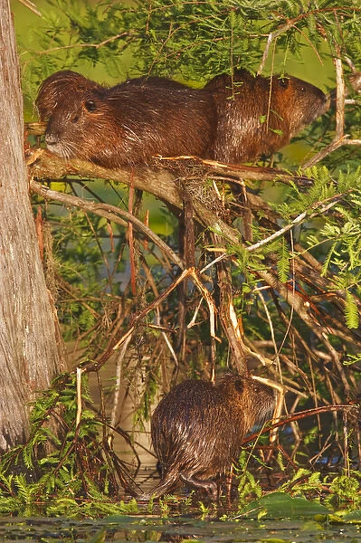 Nutria (Myocaster coypus) family resting, sunning and drying on bald cypress limbs
