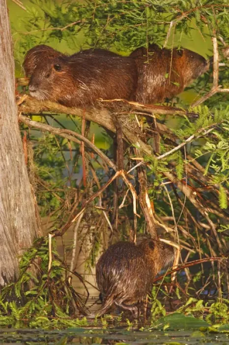 Framed Print : Nutria (Myocaster coypus) family resting, sunning and drying on bald cypress limbs Framed Print : Nutria (Myocaster coypus) family resting, sunning and drying on bald cypress limbs
