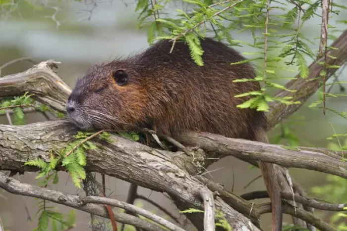 Framed Print : Nutria (Myocastor coypus) adult sunning in bald cypress branches, east Texas