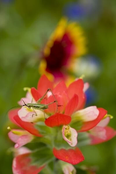 Nymph stage of a Orthoptera maybe a Cricket, Green Bug on Texas Paintbrush, Castilleja indivisa