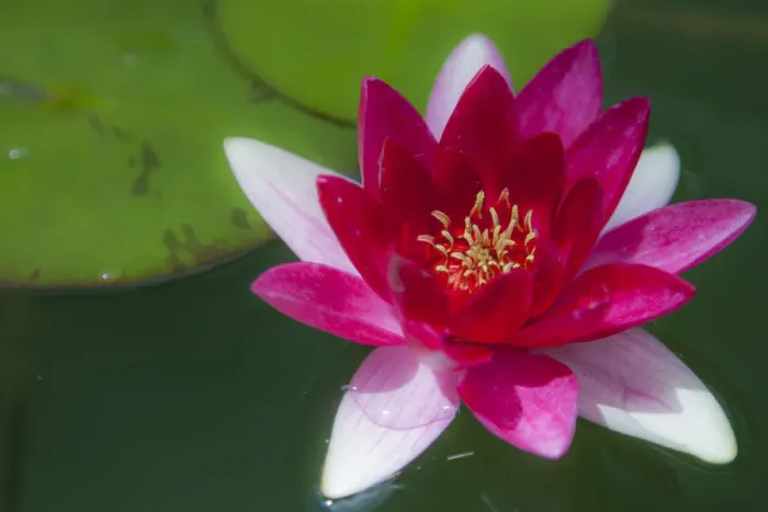 Framed Print : Nymphaea flower water lily, Sydney, Australia Framed Print : Nymphaea flower water lily, Sydney, Australia
