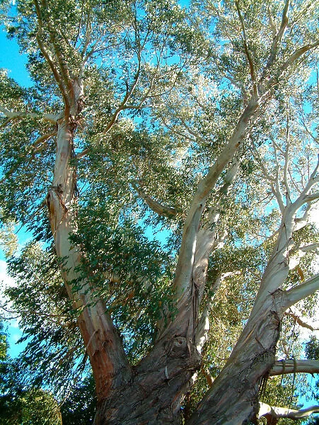 01. NZ, Christchurch. Botanical Garden. Eucalyptus tree