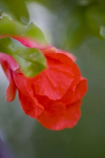 O odham Pomegranate Flower, Punica granatum, Sonoran Desert, Desert Botanical Garden
