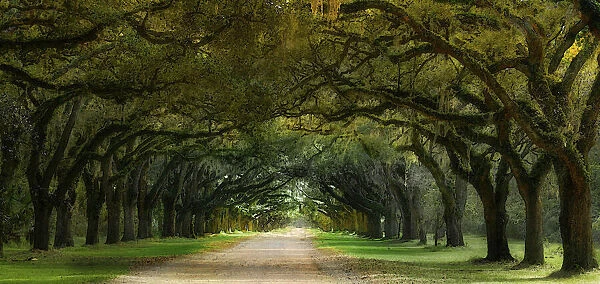 Oak Alley, Wormsloe Plantation, Savannah, Georgia, USA