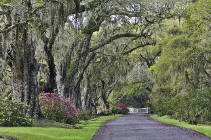 Framed Print : Oak lane Springtime azelea blooming Magnolia Plantation, Charelston South Carolina