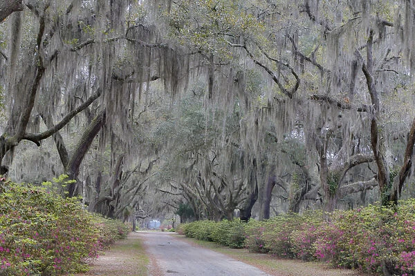 Oak lined lane and azeleas in Bonaventure Cemetery Savannah, Georgia