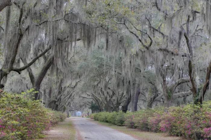 Framed Print : Oak lined lane and azeleas in Bonaventure Cemetery Savannah, Georgia Framed Print : Oak lined lane and azeleas in Bonaventure Cemetery Savannah, Georgia