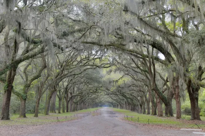Framed Print : Oak lined lane into Wormsloe Historic Site Savannah, Georgia Framed Print : Oak lined lane into Wormsloe Historic Site Savannah, Georgia