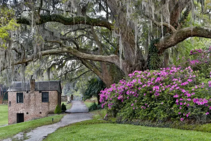 Framed Print : Oak Springtime azelea blooming Middleton Place Plantation, Charleston South Carolina