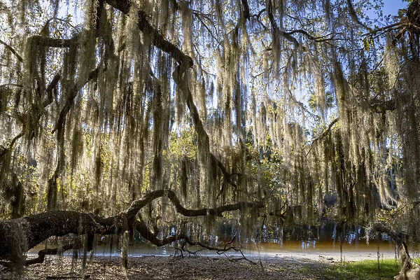 Oak tree draped in Spanish moss along the Econlockhatchee River, a blackwater tributary of the St. Johns River, near Orlando, Florida