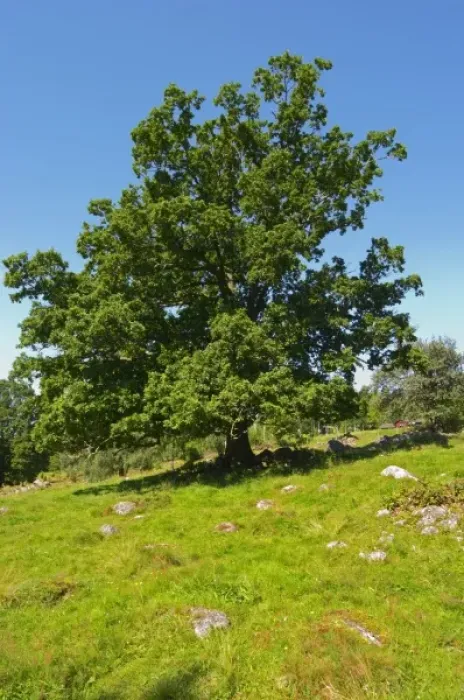 Framed Print : Oak tree in a field. Smaland region