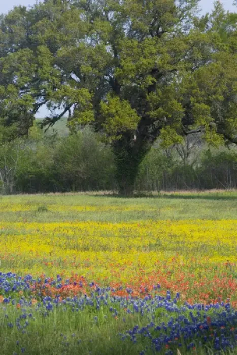 Framed Print : Oak Tree and field of wildflowers, Blue Bonnets, Indian Paint Brush and Coreopsis Framed Print : Oak Tree and field of wildflowers, Blue Bonnets, Indian Paint Brush and Coreopsis