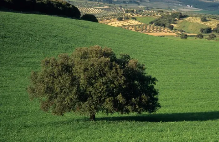 Framed Print : Oak tree, olive trees, wheat field, Granada Provence, Andalucia, Spain