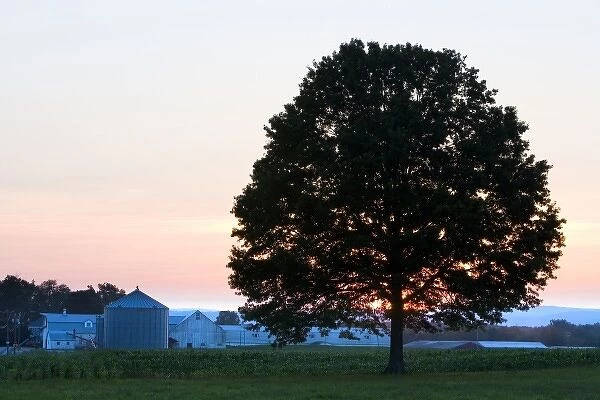 An oak tree at sunset in a field in Hadley, Massachusetts