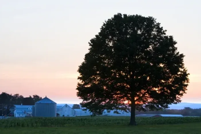 Framed Print : An oak tree at sunset in a field in Hadley, Massachusetts Framed Print : An oak tree at sunset in a field in Hadley, Massachusetts
