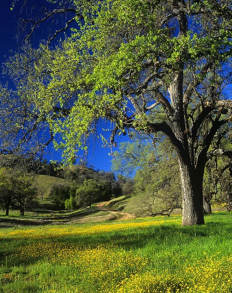 Oak trees and wildflowers cover the hillsides in Monterey County